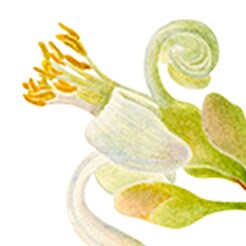 Neroli
