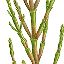 Salicornia Herbácea