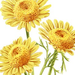 Golden Chamomile